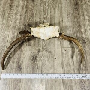 Naturally Shed Wild Moose Antler (Horn, Knife,‎ Carving, Chew, Taxidermy) Full